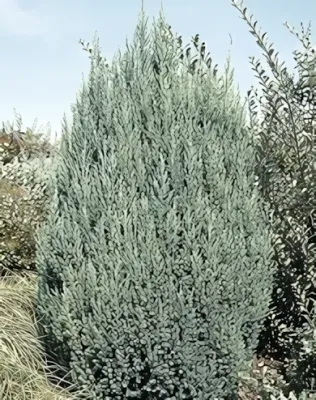 Stricta kínai boróka - kékeszöld konténerben (cserépben)