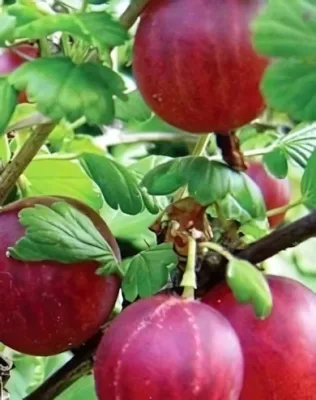 Hinnomaeki red bokor köszméte konténerben (cserépben)