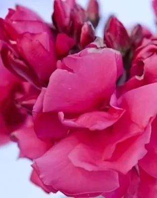 Meggyes rózsaszín színű, telt virágú leander