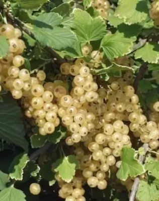 Blanka magastörzsű fehér ribiszke, konténerben (cserépben)