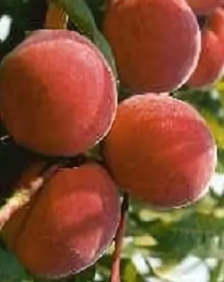 Flavortop nektarinfa