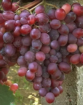 Rizamat szőlőoltvány