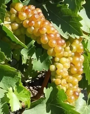 Sárga muskotály szőlőoltvány Sárga muskotály szőlőoltvány