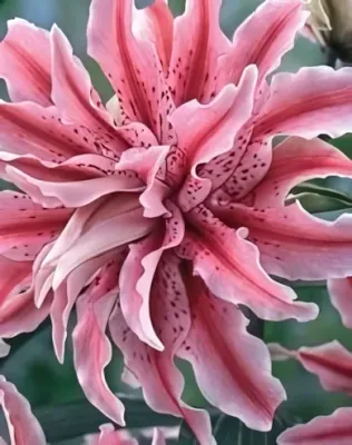 Magic Star telt liliom hagyma 1db Magic Star telt liliom hagyma 1db