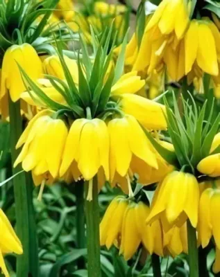 Maxima Lutea császárkorona hagyma (1 db/csomag)