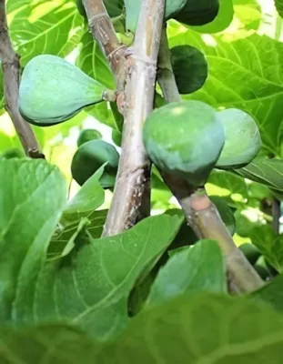 Dottato fügebokor konténerben (cserépben)