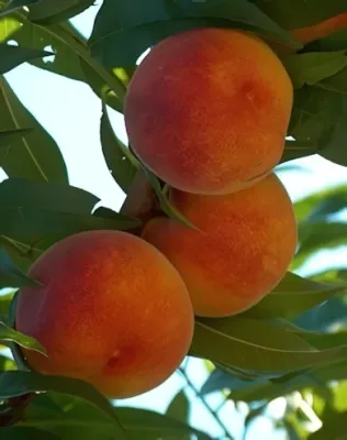 Suncrest őszibarackfa