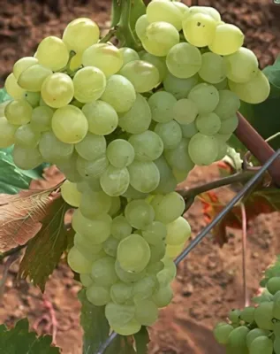 Angéla "R" szőlőoltvány