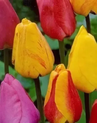 Mix Darvin tulipán hagyma válogatás (20 db/csomag) Mix Darvin tulipán hagyma válogatás (20 db/csomag)