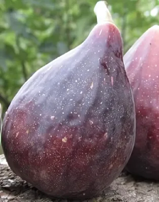 Helen fügebokor konténerben (cserépben)