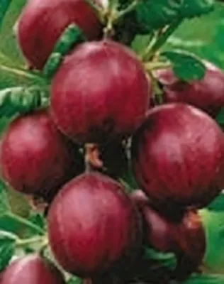 Rokula magastörzsű köszméte