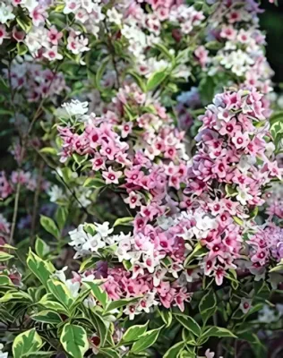 Tarka levelű rózsalonc konténerben (cserépben)  - rózsaszín-fehér