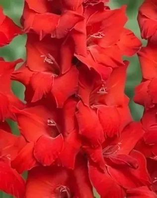 Oscar kardvirág hagyma 10 db Oscar kardvirág hagyma 10 db