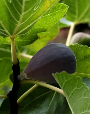 Fekete fügebokor konténerben (cserépben)