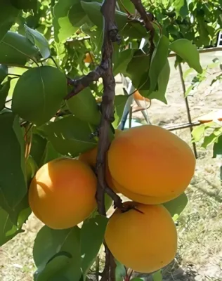 Pannónia kajszibarackfa