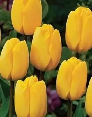 Golden Apeldoorn tulipán hagyma (8 db/csomag)