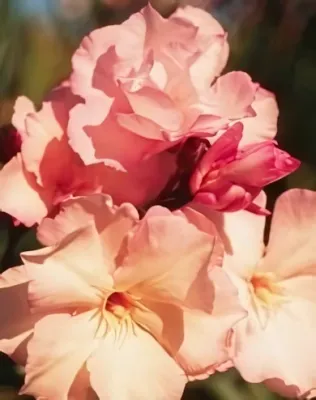 Provance narancsos színű, telt virágú leander