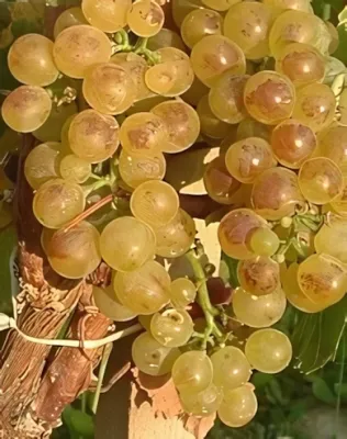 Chardonnay szőlőoltvány konténerben (cserépben)