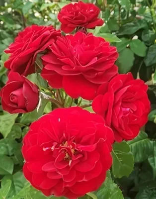 Heinzelmannchein virágágyi, floribunda rózsa - sötét bordó