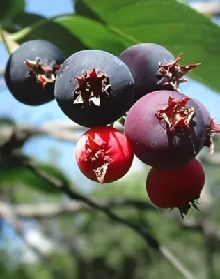 Sleyt fanyarka, mézalmácska bokor konténerben (cserépben)