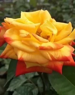 Samba virágágyi, floribunda rózsa konténerben (cserépben) - sárga, vörös széllel, később pirosassá válik