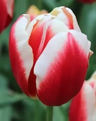 Leen van der Mark tulipán hagyma (6 db/csomag)