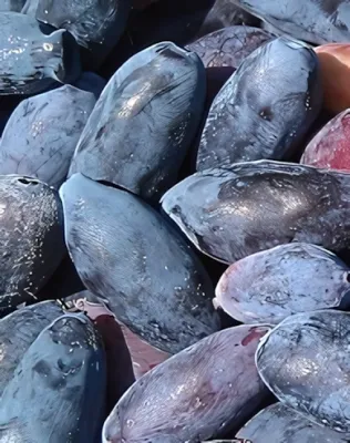 Armur Kamcsatkai mézbogyó bokor konténerben (cserépben)