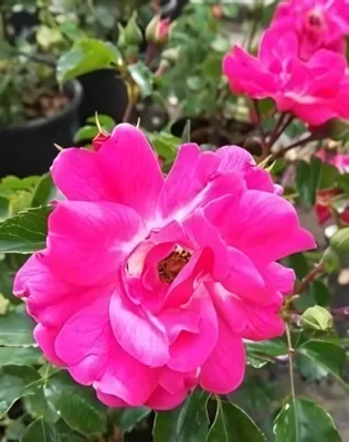 Heidi csüngő, magastörzsű rózsa konténerben (cserépben) - pink