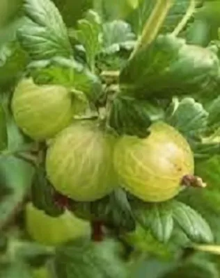 Zöld győztes bokor köszméte konténerben (cserépben)