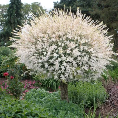 Hakuro Nishiki tarka levelű japán fűz 120 cm+ konténerben (cserépben)