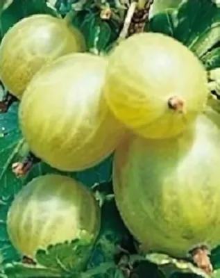 Invicta bokor köszméte konténerben (cserépben)