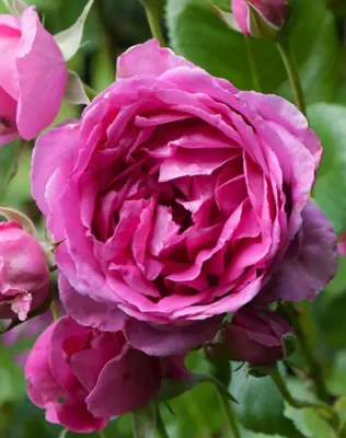 Parade kúszó rózsa konténerben (cserépben) - rózsaszín