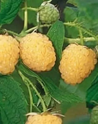 All Gold, sárga málnabokor, konténerben (cserépben)