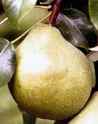 Hardenpont téli vajkörte konténerben - cserépben