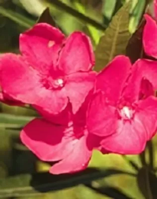 Sötét piros színű, szimpla virágú leander