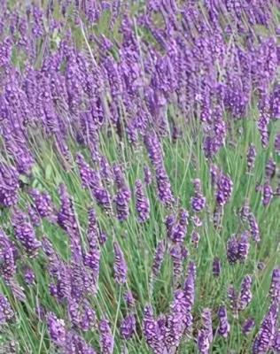 Phenomenal levendula konténerben (cserépben)- liláskék