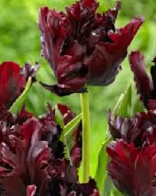 Black Parrot tulipán hagyma (7 db/csomag)