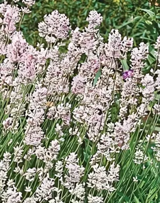 Rosea levendula konténerben (cserépben)- rózsaszín