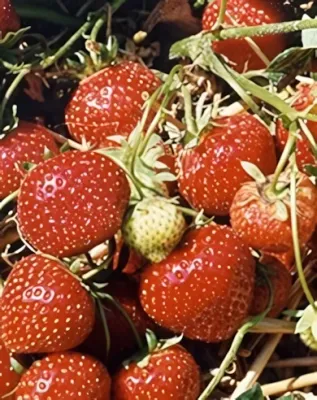 Elsanta szamócapalánta, 9,5 cm cserépben (1db)