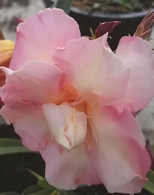 Chopin' narancsos lazac színű, telt virágú leander