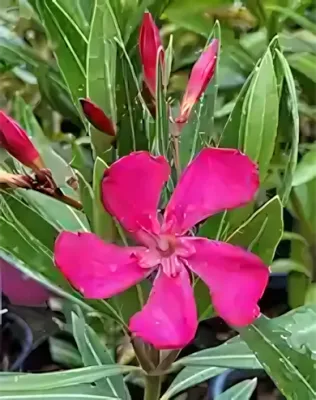 Luna' sötétpink színű, szimpla virágú leander