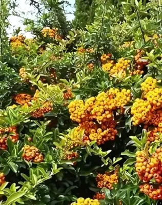 Orange Glow tűztövis bokor konténerben (cserépben) - narancssárga termésű