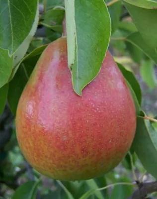 Császárkörte (Alexander Lucas) körtefa  konténerben (cserépben)