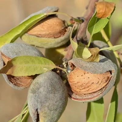 Ferragnes mandulafa konténerben (cserépben)