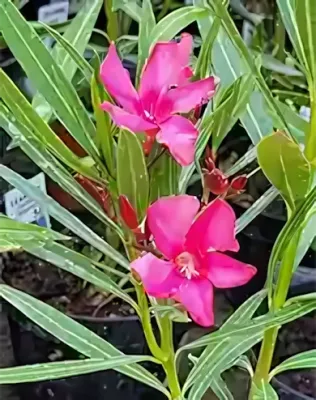 Csokros magenta színű, szimpla virágú leander