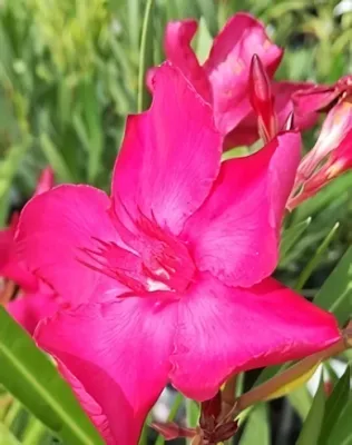 Calypso sötét ciklámen színű nagy, szimpla virágú leander