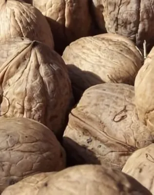 Alsószentiváni Bonifác diófa konténerben (cserépben)