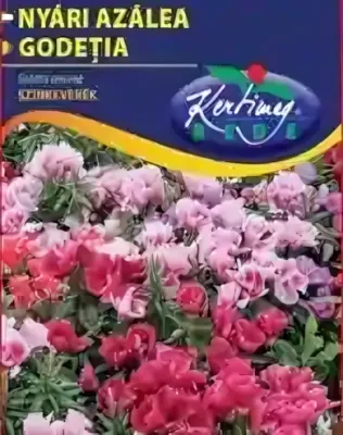 Egynyári azálea -  színkeverék virágmag