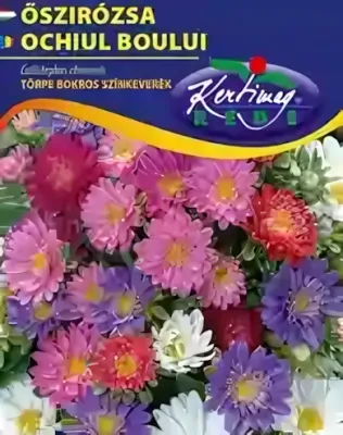 Törpe bokros őszirózsa - színkeverék virágmag
