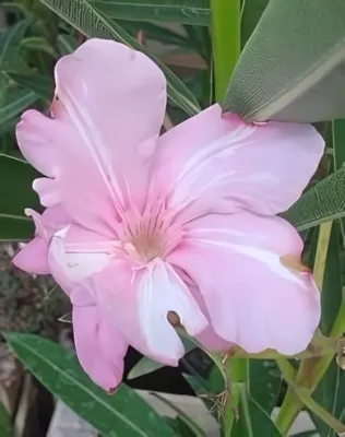 Pasztell rózsaszín színű, telt virágú leander